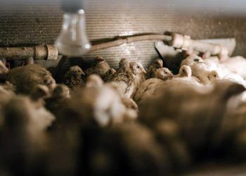 Bağırsak Sağlığı: Kanatlı Yetiştirmede Antibiyotik Kullanımının Azaltılması