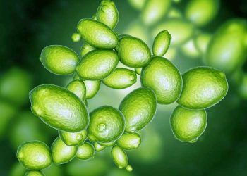 Çiftlik Hayvanlarında Maya Kullanımı