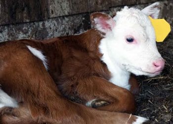 Doğum Sonrası Buzağılar