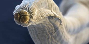 İç Parazitlerle Mücadelede Yeni Yöntemler