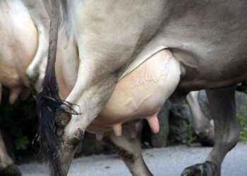 İneğin Memesi Kendini Korur