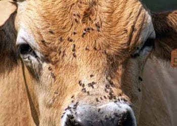 İnekler ve Sinekler