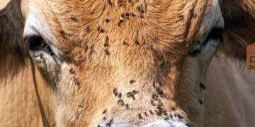 İnekler ve Sinekler