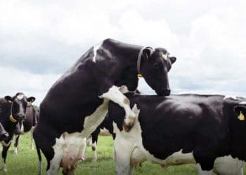 İneklerde Kızgınlık Belirtilerinin Puanlaması