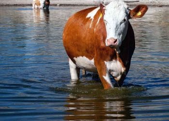 İnekleri Serinletelim