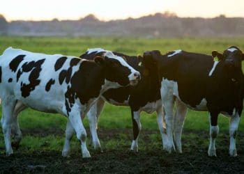 İneklerin Davranışları