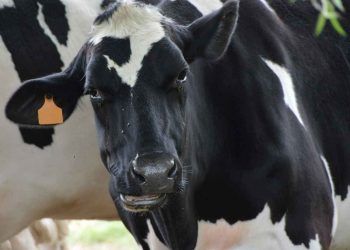 İşletmelerine Gebe Düve Getirecek Olan Üreticilerimizin Dikkatine