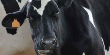 İşletmelerine Gebe Düve Getirecek Olan Üreticilerimizin Dikkatine