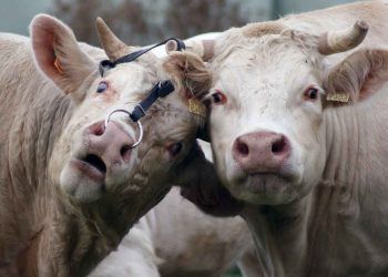 İthal Besi Danalarını Öldürmeyelim