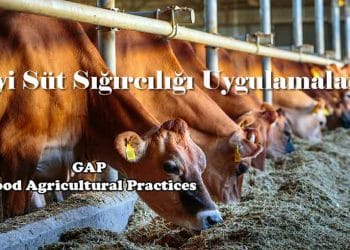 İyi Süt Sığırcılığı Uygulamaları