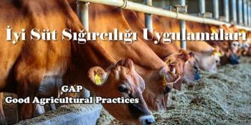 İyi Süt Sığırcılığı Uygulamaları