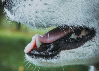 Köpekler Diş Çıkarırken Ne Yapmalı?