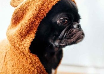 Köpekler Ne Zaman Yıkanır?