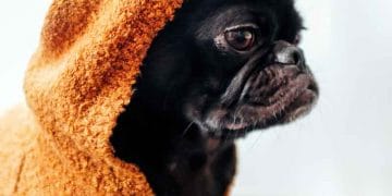 Köpekler Ne Zaman Yıkanır?