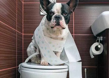 Köpekler Tuvaletini Ne Kadar Tutabilir?