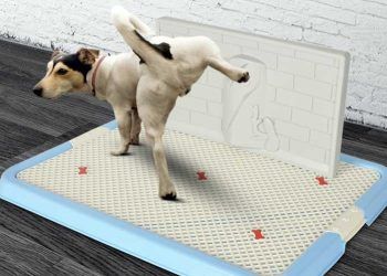 Köpeklerde Tuvalet Eğitimi Nasıl Yapılır?