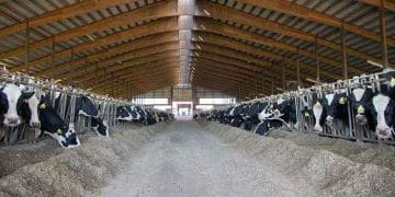 Sığır Yetiştiriciliğinde Barınak Sistemleri