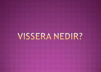 Vissera Nedir?