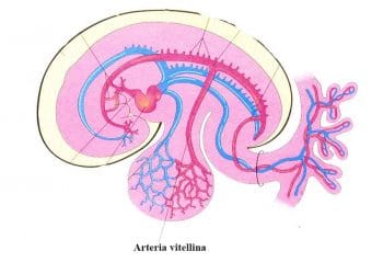Vitellin Arter Nedir?