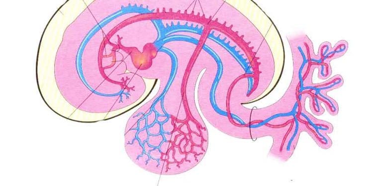 Vitellin Arter Nedir?