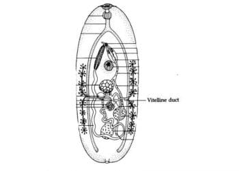 Vitellin Kanal Nedir?