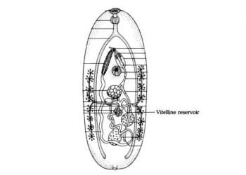 Vitellin Rezervuar Nedir?