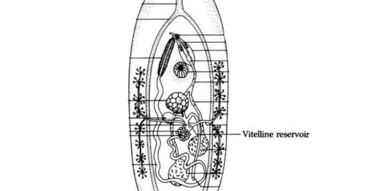 Vitellin Rezervuar Nedir?