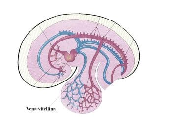 Vitellin Ven Nedir?