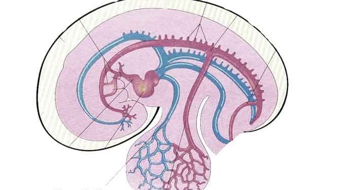 Vitellin Ven Nedir?