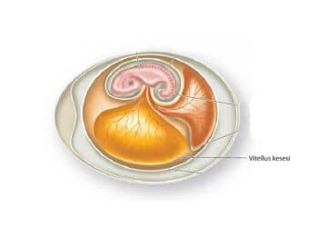 Vitellus Kesesi Nedir?