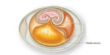 Vitellus Kesesi Nedir?