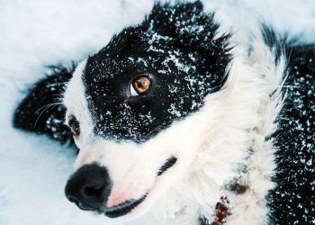 Yasada hayvan tanımı mal ve eşya değil can olarak değiştirilmelidir
