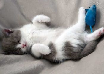 Yavru Kediler Ne Kadar Uyur?