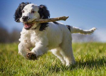 Yavru Köpek Eğitimi Ne Zaman Başlar?