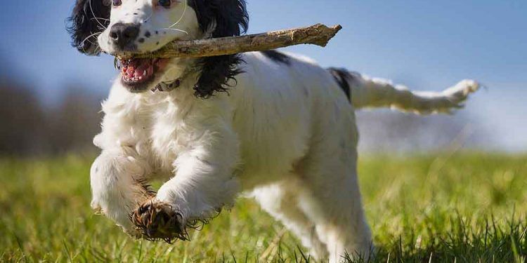 Yavru Köpek Eğitimi Ne Zaman Başlar?