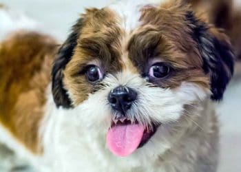 Yavru Köpekler Ne Yer?