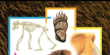 Memelilerde Resimli Anatomi Kılavuzu, ebook