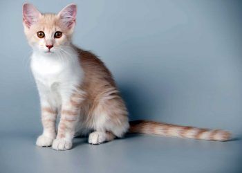 Aphrodite Giant Kedi Irkı ve Özellikleri