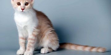 Aphrodite Giant Kedi Irkı ve Özellikleri