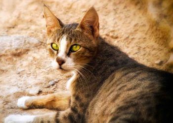 Arabian Mau Kedi Irkı ve Özellikleri