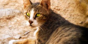 Arabian Mau Kedi Irkı ve Özellikleri