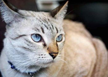 Asian Shorthair Kedi Irkı ve Özellikleri