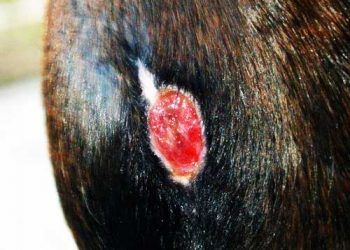 Atlarda Dermatitis Gangrenosa Hastalığı