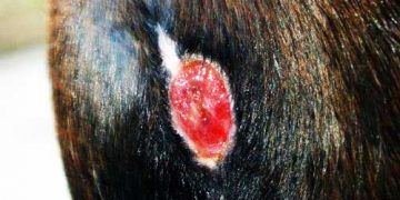 Atlarda Dermatitis Gangrenosa Hastalığı