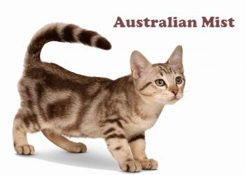 Australian Mist Kedi Irkı ve Özellikleri