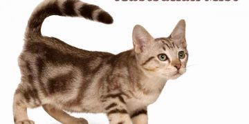 Australian Mist Kedi Irkı ve Özellikleri