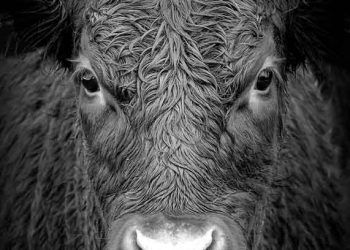 Besiciliğin Sorunları