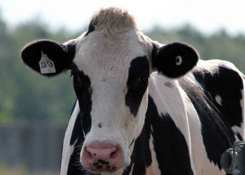 İneğimiz Doğum Yapacak