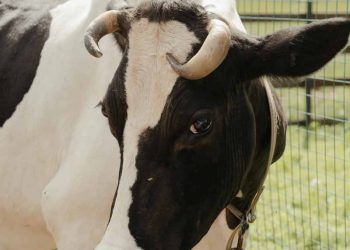 İneğin Midesi Ekşirse