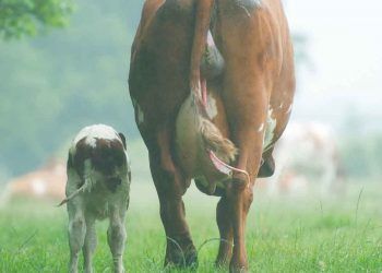 İnekler için Kalsiyum